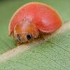 bea.da.bug