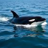 orca_fans3