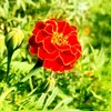 husen_m_s
