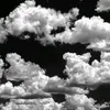 sashagaona6