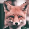 TheRealAlphaFox