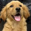 Golden teddy