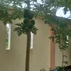 dhsjehsja
