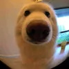 khangbsbbsbsv