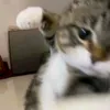 cocoonutiee_dubau