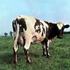atomheartmotherlover