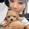 tobythetoymaltipoo