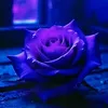 thanh.vng5087