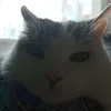 musya_mycat.2020