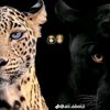 ahmeed.ali14