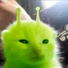 cutiefishfish