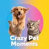 crazy_pet_moments