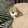 baobei.anlanh