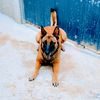 dog_feeling2