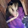 oscar.the.opossum
