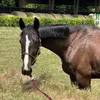 HORSE COMPS!