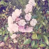x._flora_.x