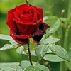 user512107334