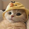 Charming orange cat