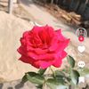 rojina.begam3