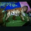 u_kd31