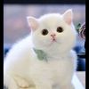 mr.bunny7414