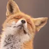 myadw0