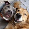 Chuck & Barry🎙️Funny dogs
