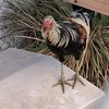 The Broken Spur Game Fowl