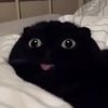 __derp