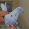 maaz.gujjar.maaz6