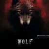wolf48659