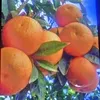 xxsm115