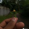 umme.habiba3995