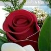 user8251537623317
