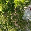 jannat.jahan0419
