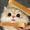meooo667