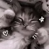 lauragatinhaa.gata