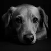 bwparadox