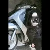 8doshesh