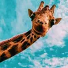 thezootube