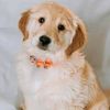 petsworld.usa2