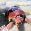 seaturtlenetwork1973