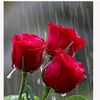 sehrish.fatima586