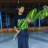 phyo.zin276