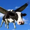 thanhqnut95