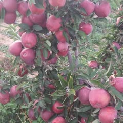 houssem.houssem0722