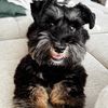 beauxroutheschnauzer