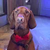 arloandfrisbee