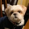 gizmo_aranki_nerd